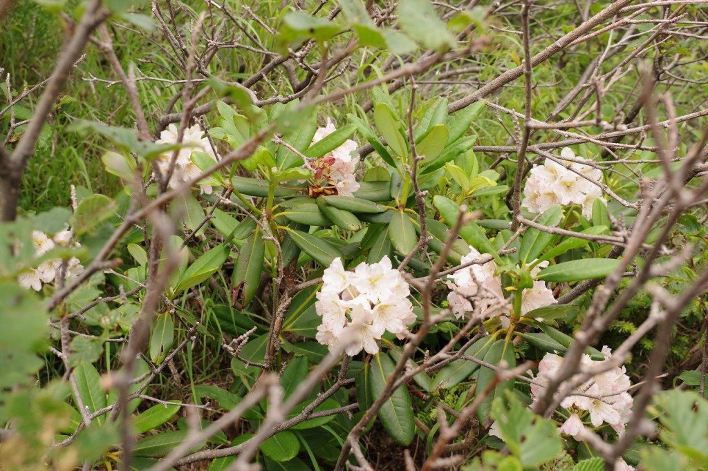 ハクサンシャクナゲ（白山石楠花）