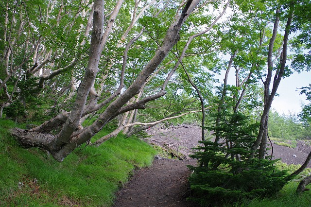 須走ルートの登山道の写真10