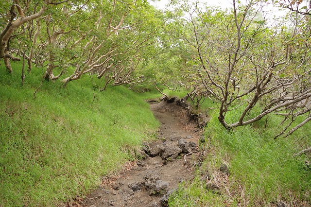 須走ルートの登山道の写真17